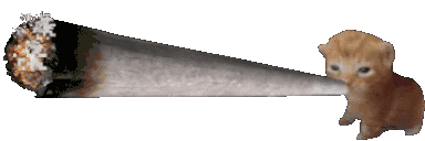 bluntcat.gif