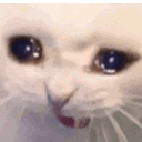 catcry.gif