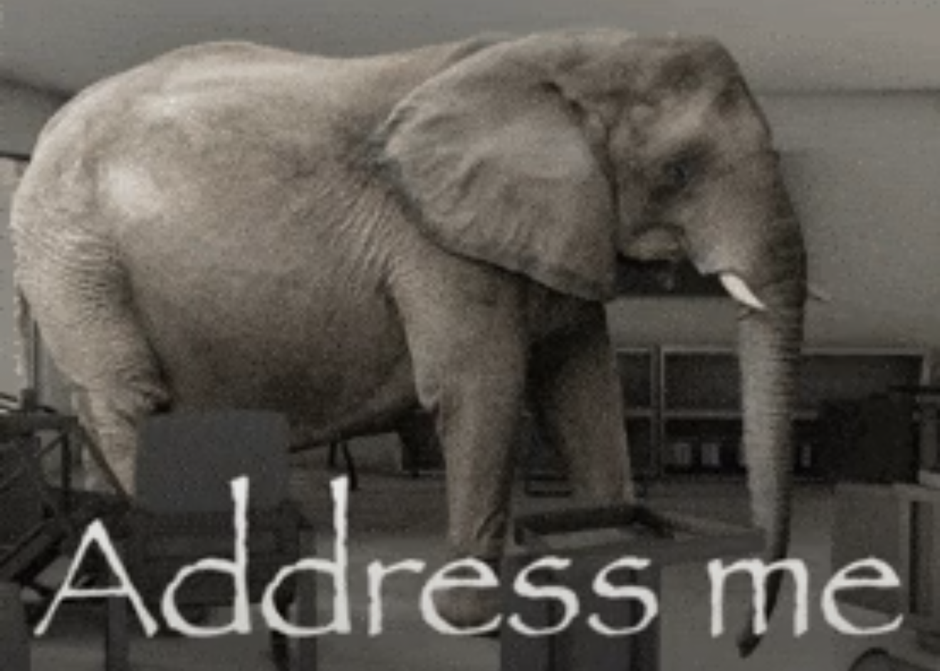 elephant.png